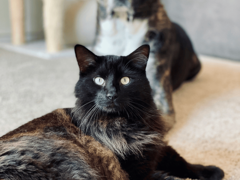 Learn more about the carpet cleaning service provided by INSERT_NAME  in INSERT_LOCATION  today