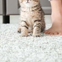 Three trendy carpet textures